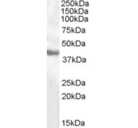 Western Blot - Anti-Aspartate Aminotransferase Antibody (A84419) - Antibodies.com