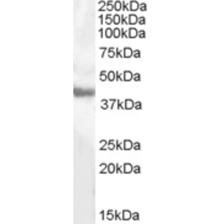 Western Blot - Anti-Aspartate Aminotransferase Antibody (A84419) - Antibodies.com