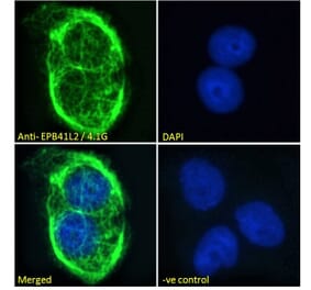 Immunofluorescence - Anti-EPB41L2 Antibody (A84421) - Antibodies.com
