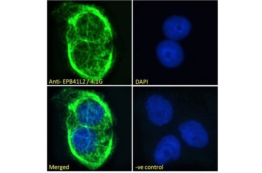 Immunofluorescence - Anti-EPB41L2 Antibody (A84421) - Antibodies.com