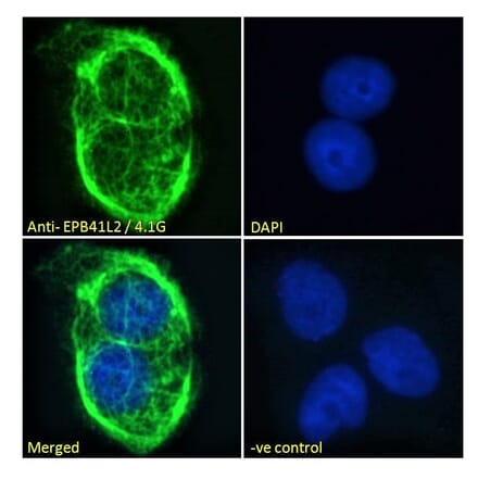 Immunofluorescence - Anti-EPB41L2 Antibody (A84421) - Antibodies.com