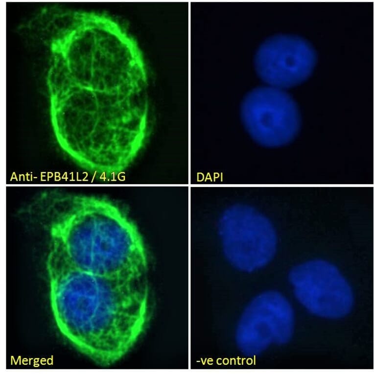 Immunofluorescence - Anti-EPB41L2 Antibody (A84421) - Antibodies.com