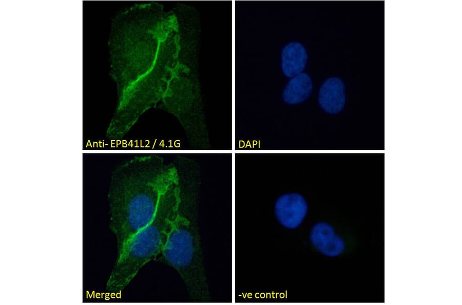 Immunofluorescence - Anti-EPB41L2 Antibody (A84421) - Antibodies.com