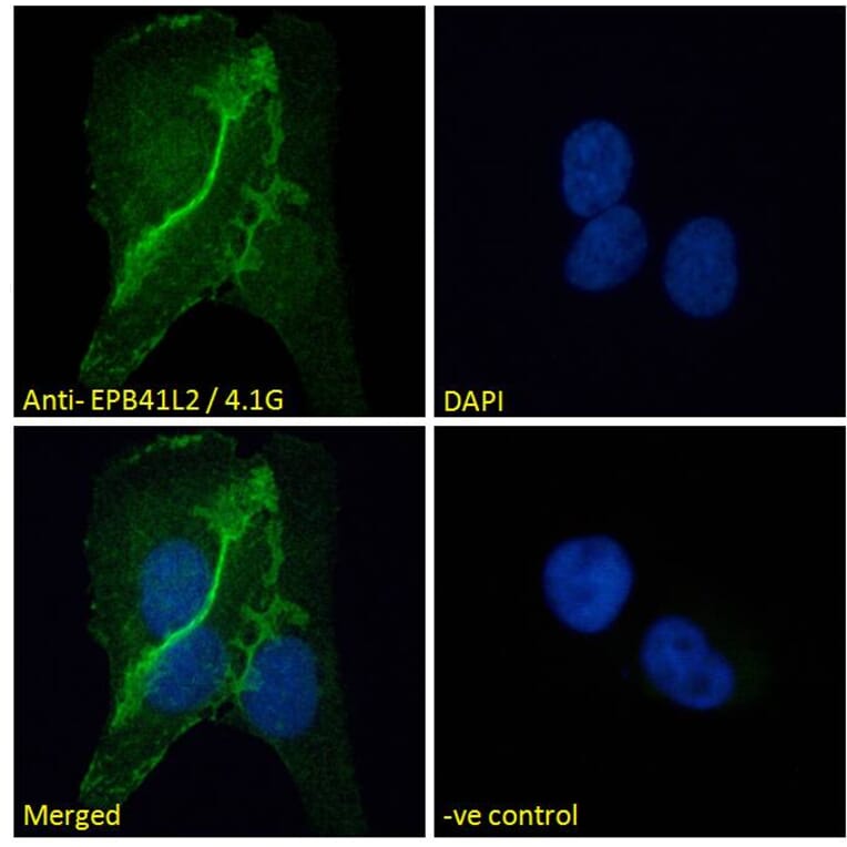 Immunofluorescence - Anti-EPB41L2 Antibody (A84421) - Antibodies.com