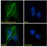 Immunofluorescence - Anti-EPB41L2 Antibody (A84421) - Antibodies.com