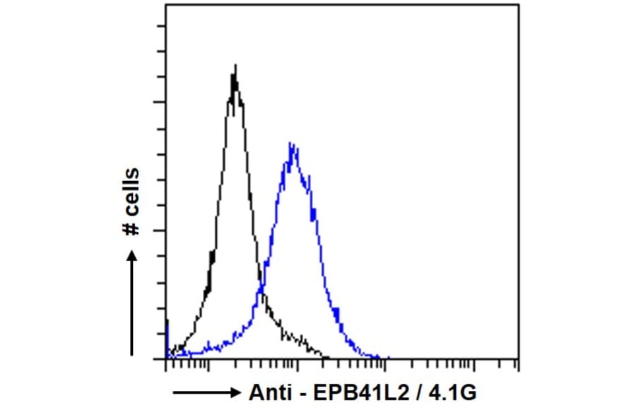 Flow Cytometry - Anti-EPB41L2 Antibody (A84421) - Antibodies.com