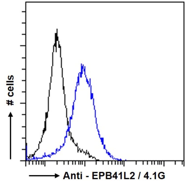Flow Cytometry - Anti-EPB41L2 Antibody (A84421) - Antibodies.com