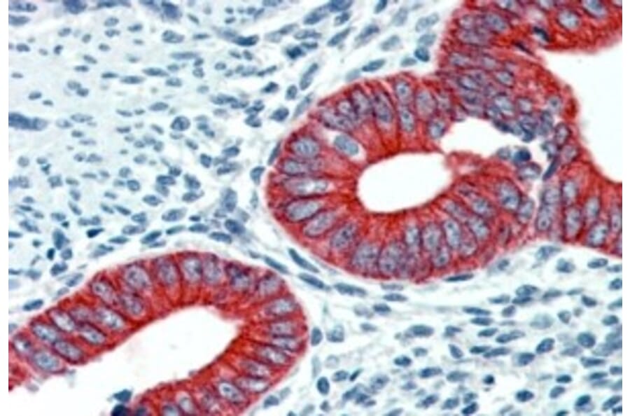 Immunohistochemistry - Anti-EPB41L2 Antibody (A84421) - Antibodies.com