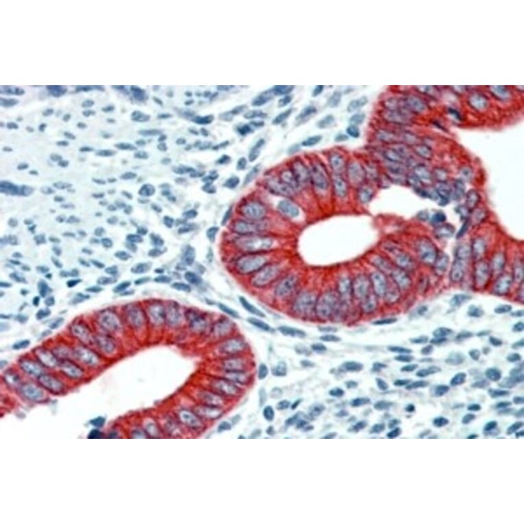 Immunohistochemistry - Anti-EPB41L2 Antibody (A84421) - Antibodies.com