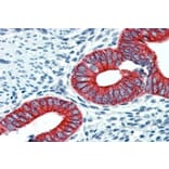 Immunohistochemistry - Anti-EPB41L2 Antibody (A84421) - Antibodies.com