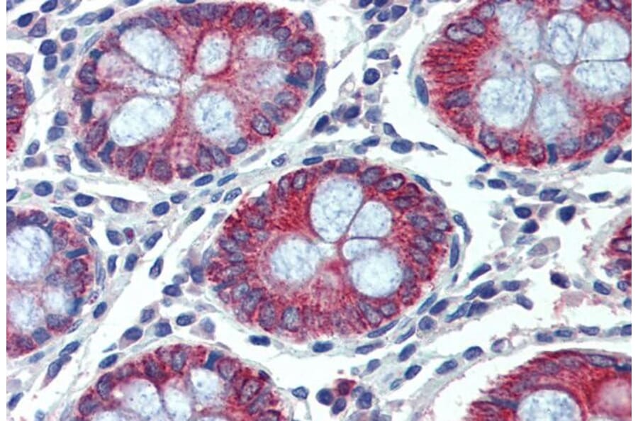 Immunohistochemistry - Anti-EPB41L2 Antibody (A84421) - Antibodies.com