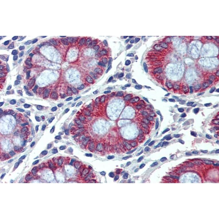 Immunohistochemistry - Anti-EPB41L2 Antibody (A84421) - Antibodies.com