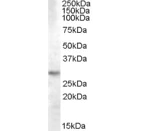 Western Blot - Anti-14-3-3 tau Antibody (A84422) - Antibodies.com