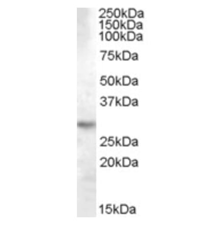 Western Blot - Anti-14-3-3 tau Antibody (A84422) - Antibodies.com