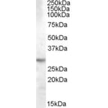 Western Blot - Anti-14-3-3 tau Antibody (A84422) - Antibodies.com