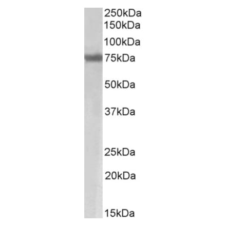 Western Blot - Anti-MARCH7 Antibody (A84424) - Antibodies.com