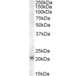 Western Blot - Anti-ASF1A Antibody (A84425) - Antibodies.com