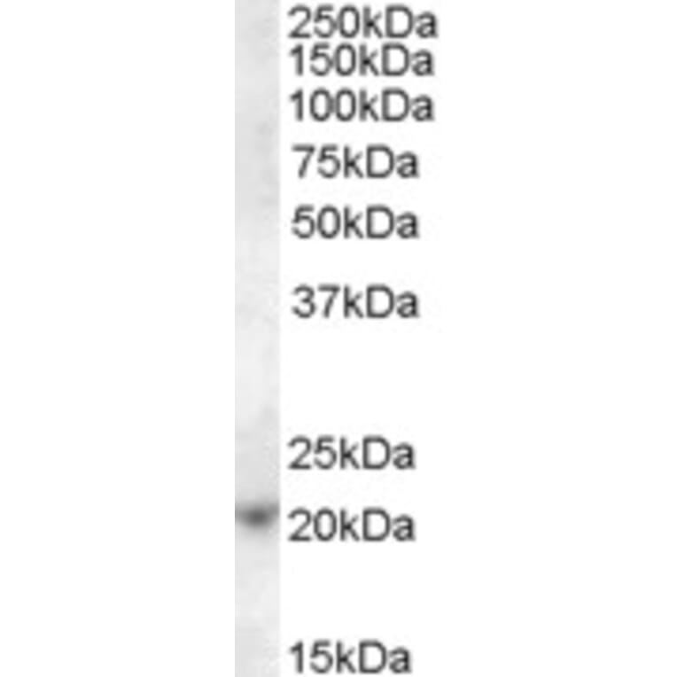 Western Blot - Anti-ASF1A Antibody (A84425) - Antibodies.com