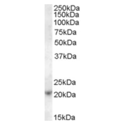 Western Blot - Anti-ASF1A Antibody (A84425) - Antibodies.com