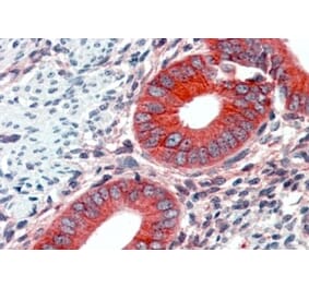 Immunohistochemistry - Anti-EPB41L2 Antibody (A84428) - Antibodies.com
