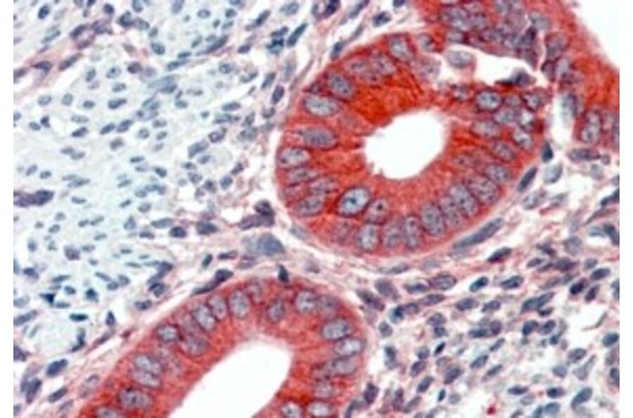 Immunohistochemistry - Anti-EPB41L2 Antibody (A84428) - Antibodies.com