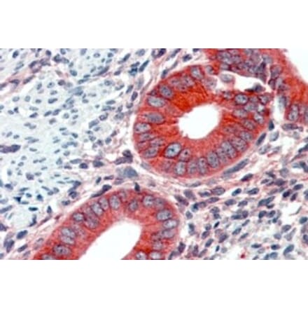 Immunohistochemistry - Anti-EPB41L2 Antibody (A84428) - Antibodies.com