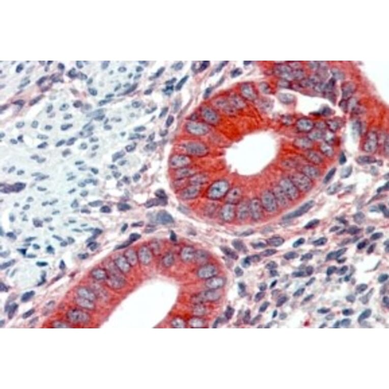 Immunohistochemistry - Anti-EPB41L2 Antibody (A84428) - Antibodies.com
