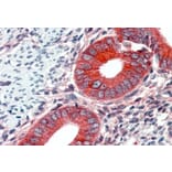 Immunohistochemistry - Anti-EPB41L2 Antibody (A84428) - Antibodies.com