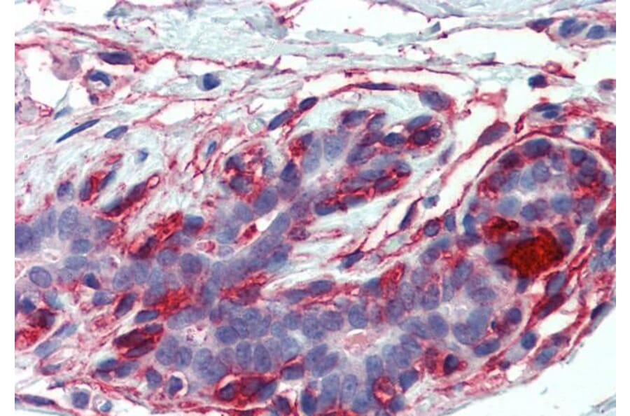 Immunohistochemistry - Anti-EPB41L2 Antibody (A84428) - Antibodies.com