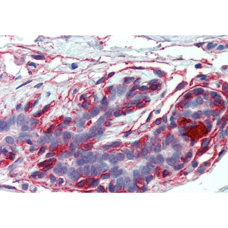 Immunohistochemistry - Anti-EPB41L2 Antibody (A84428) - Antibodies.com