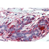 Immunohistochemistry - Anti-EPB41L2 Antibody (A84428) - Antibodies.com