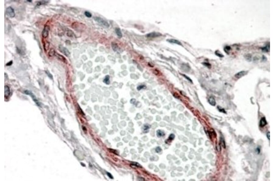 Immunohistochemistry - Anti-CSRP2/Dlp1 Antibody (A84429) - Antibodies.com
