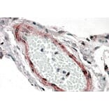 Immunohistochemistry - Anti-CSRP2/Dlp1 Antibody (A84429) - Antibodies.com