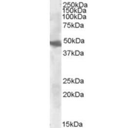 Western Blot - Anti-GOT2 Antibody (A84430) - Antibodies.com
