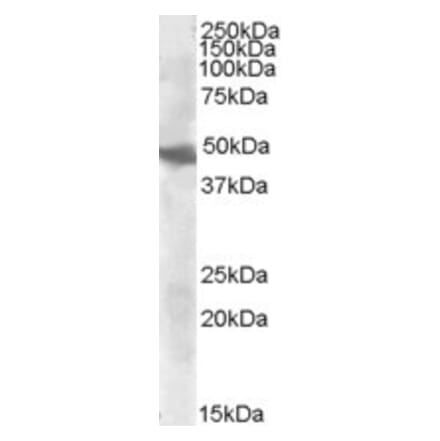 Western Blot - Anti-GOT2 Antibody (A84430) - Antibodies.com