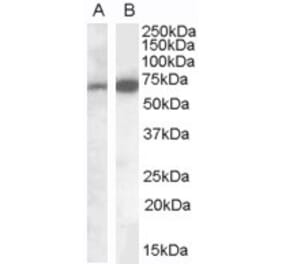 Western Blot - Anti-Cell Adhesion Molecule 4 Antibody (A84431) - Antibodies.com