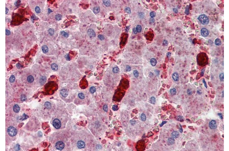 Immunohistochemistry - Anti-Cell Adhesion Molecule 4 Antibody (A84431) - Antibodies.com