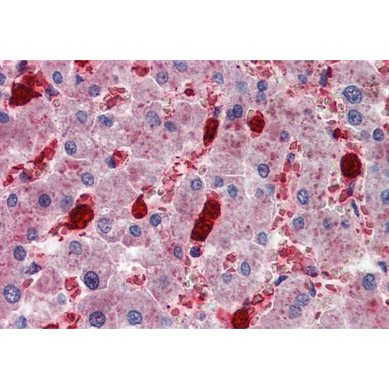 Immunohistochemistry - Anti-Cell Adhesion Molecule 4 Antibody (A84431) - Antibodies.com