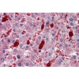 Immunohistochemistry - Anti-Cell Adhesion Molecule 4 Antibody (A84431) - Antibodies.com