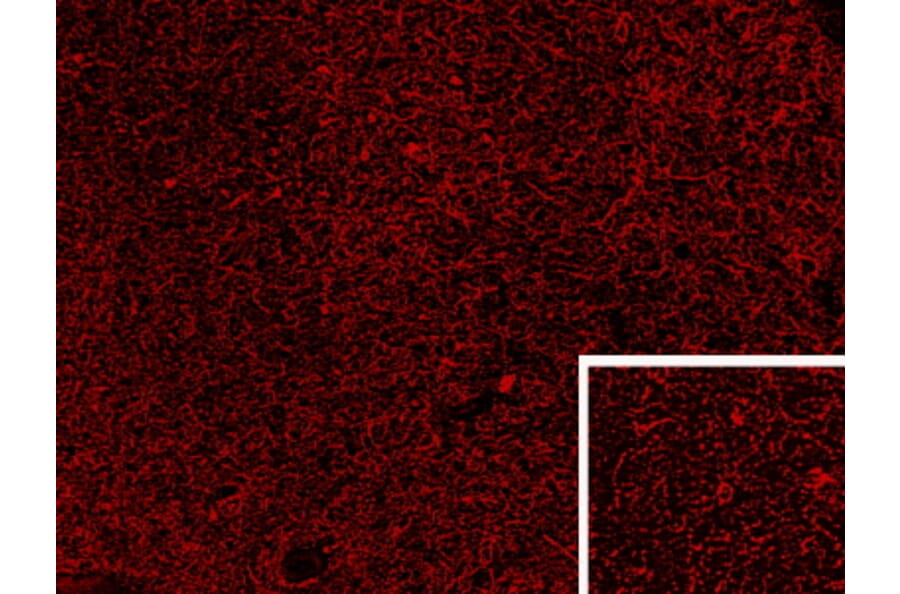 Immunohistochemistry - Anti-Proenkephalin Antibody (A84432) - Antibodies.com