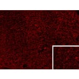 Immunohistochemistry - Anti-Proenkephalin Antibody (A84432) - Antibodies.com