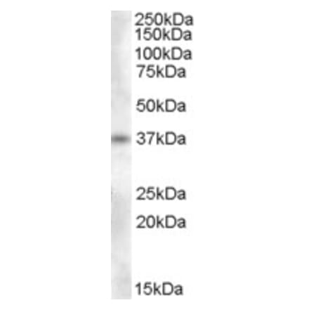 Western Blot - Anti-PENK Antibody (A84432) - Antibodies.com