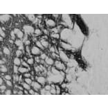 Immunohistochemistry - Anti-Proenkephalin Antibody (A84433) - Antibodies.com