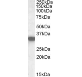 Western Blot - Anti-HADH Antibody (A84434) - Antibodies.com