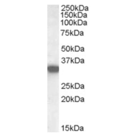 Western Blot - Anti-HADH Antibody (A84434) - Antibodies.com