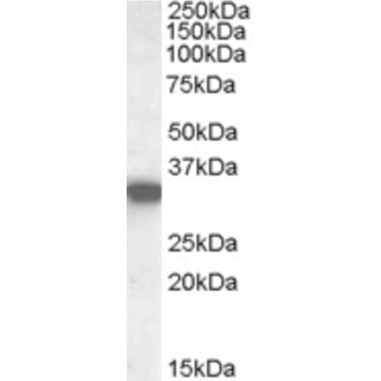 Western Blot - Anti-HADH Antibody (A84434) - Antibodies.com