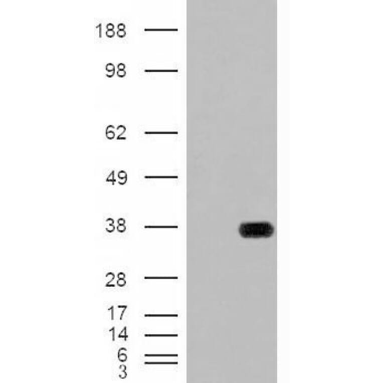 Western Blot - Anti-HADH Antibody (A84434) - Antibodies.com