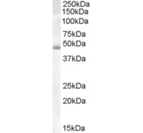 Western Blot - Anti-ACTL7B Antibody (A84436) - Antibodies.com