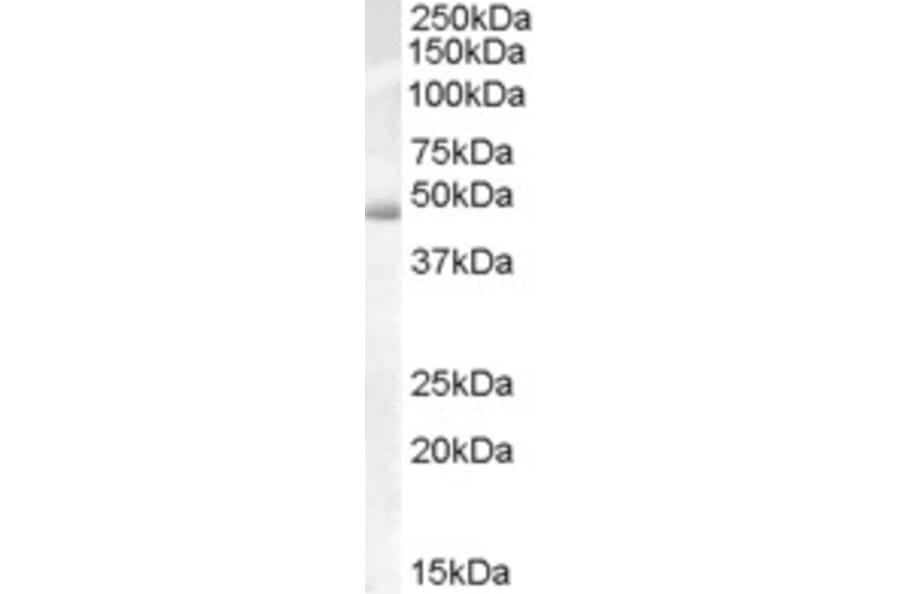 Western Blot - Anti-ACTL7B Antibody (A84436) - Antibodies.com