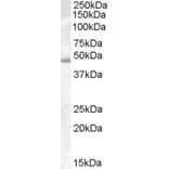 Western Blot - Anti-ACTL7B Antibody (A84436) - Antibodies.com